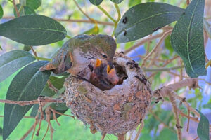 Lily feeding Ash and Amber 7 and 8 days old - March 8th