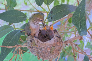 Lily feeding Ash and Amber 8 and 9 days old - March 9th