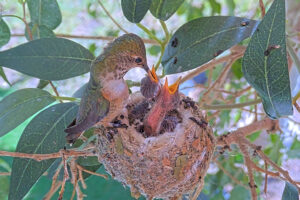 Lily feeding Ash and Amber 9 and 10 days old - March 10th
