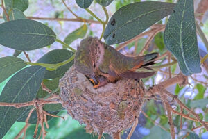 Lily feeds 6 & 7-day old Ash & Amber While Shielding from the Wind - March 7th