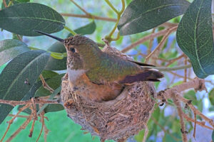 Lily lays second egg - Feb 13th 650 AM