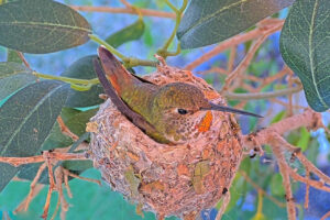 Lily on her nest - March 2026