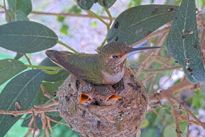 Lily spends time on the nest with her chicks - March 17th