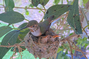 Lily spends time on the nest with her chicks - March 19th