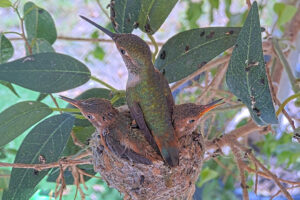Lily spends time on the nest with her chicks - March 20th