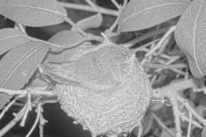 Lilys first night on the nest - Feb 11th