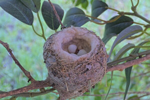 Little chick hatching 6:09 AM May 25th
