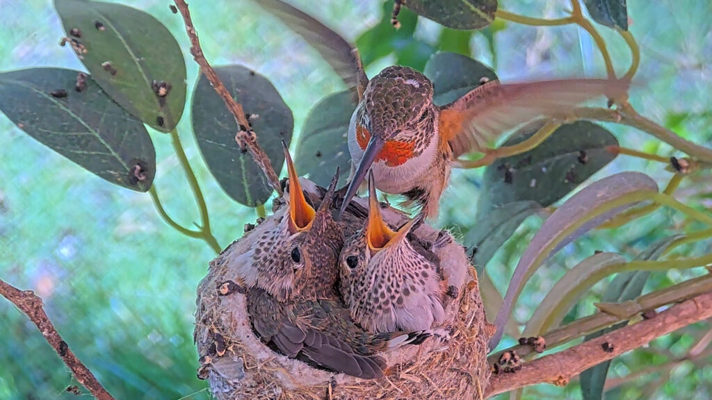 Olive-feeding-her-ninteen-day-old-chicks-June-13th