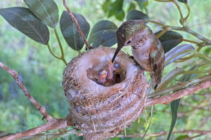 Mom Olive feeding her one-day old chicks - May 26th