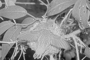 Morning flappies chicks 21 and 22 days old - March 22nd