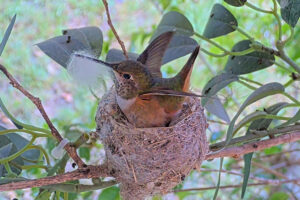 Lily working on her nest - March 30th