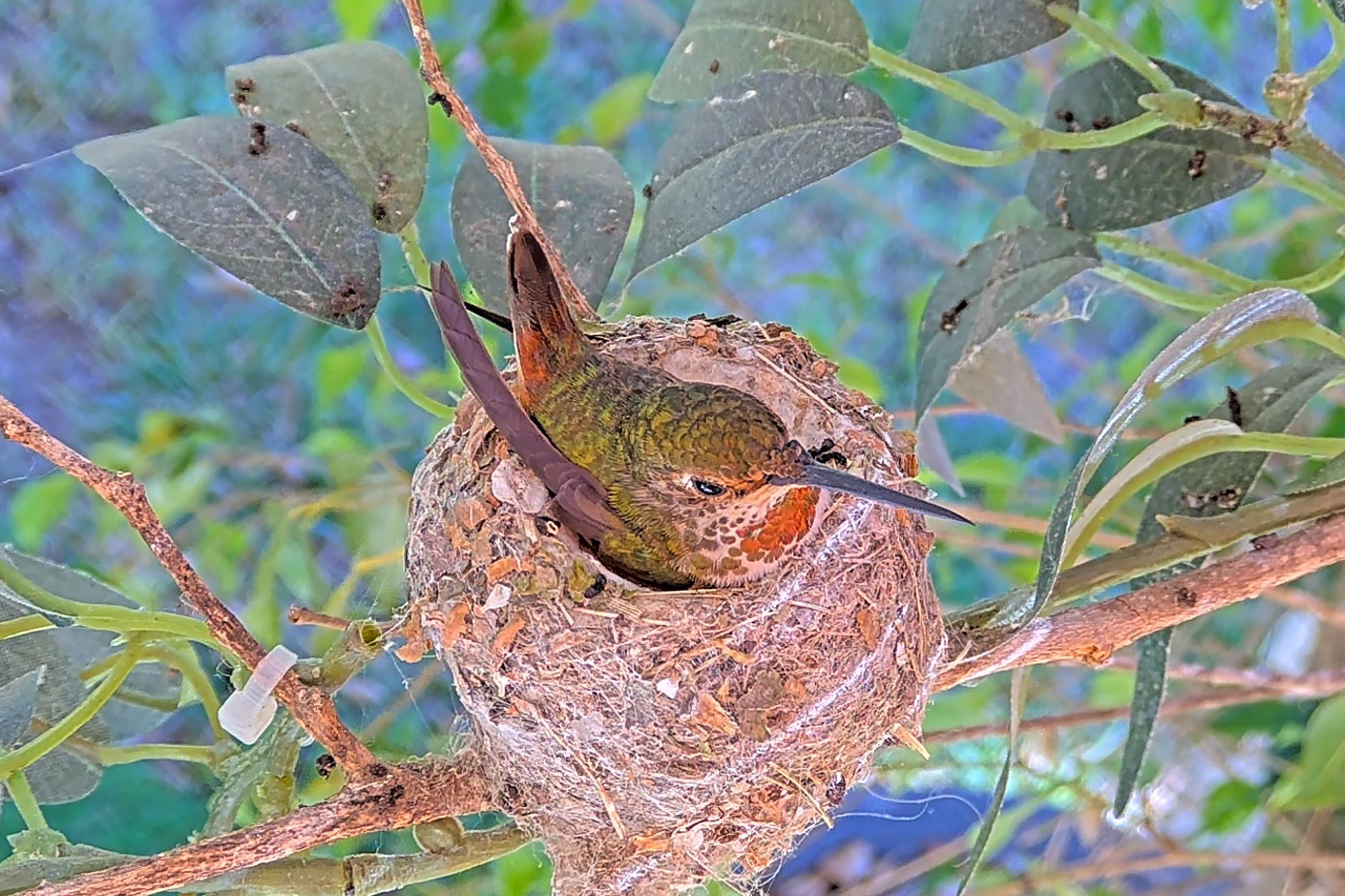 Allen's Hummingbird Nest Spring 2025 4th Clutch