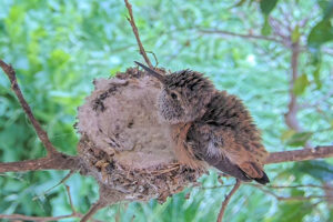 Nova alone at the nest after Luna fledged - June 12th