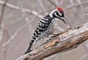 Nuttall's Woodpecker