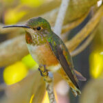 Olive perching in a tree