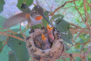 Olive feeding 11 and 13 day old chicks - December 25th