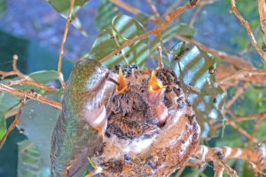 Olive feeding 12 and 14 day old chicks - December 26th