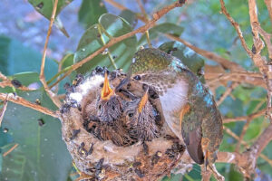 Olive feeding 14 and 16 day old chicks - December 28th