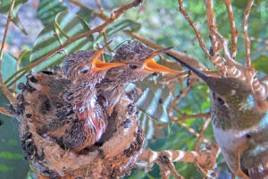 Olive feeding 18 and 20 day old chicks - January 1st