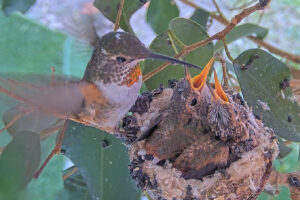 Olive feeding 20 and 22 day old chicks - January 3rd