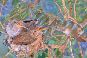 Olive feeding 22 and 24 day old chicks - January 5th