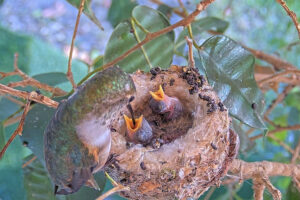 Olive feeding 6 and 8 day old chicks - December 20th