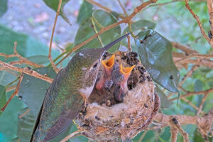 Olive feeding 8 and 10 day old chicks - December 22nd