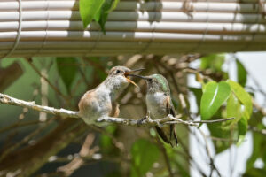 Olive feeding Daisy four days after she left the nest - May 14th