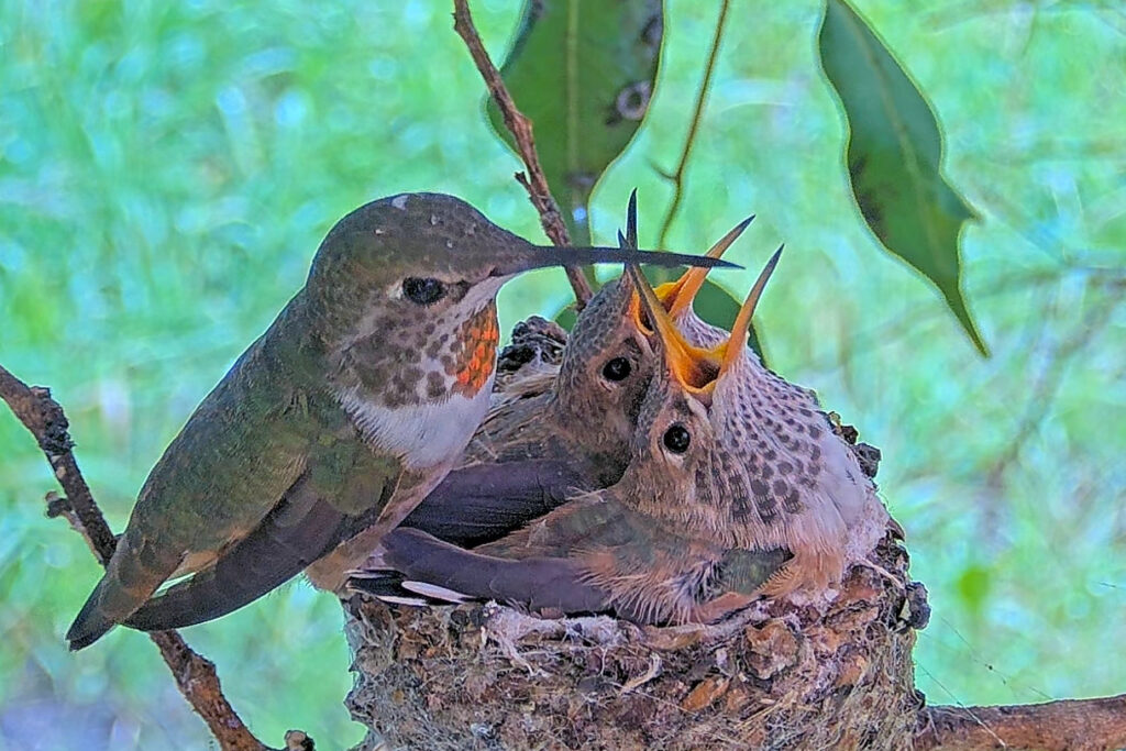 Olive feeding chicks 21 and 23 days old - March 30th