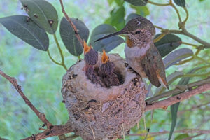 Olive feeding her eight-day old chicks - June 2nd