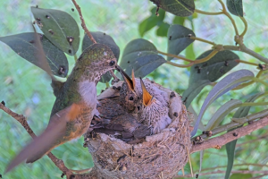 Olive feeding her eighteen-day old chicks - June 12th