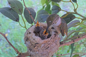 Olive feeding her eleven-day old chicks - June 5th