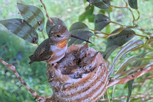 Olive feeding her fifteen-day old chicks - June 9th
