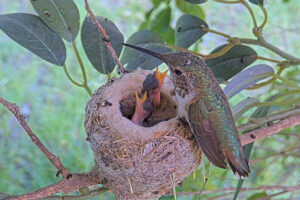 Olive feeding her five day old chicks - May 30th