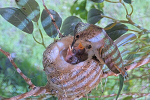 Olive feeding her four day old chicks - May 29th