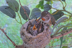 Olive feeding her fourteen day old chicks - June 8th