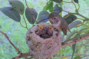 Olive feeding her nine-day old chicks, eyes starting to open - June 3rd