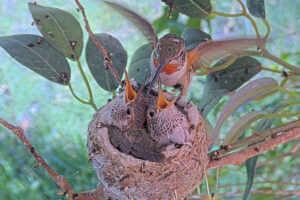 Olive feeding her nineteen day old chicks - June 13th