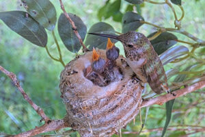 Olive feeding her seven-day old chicks - June 1st