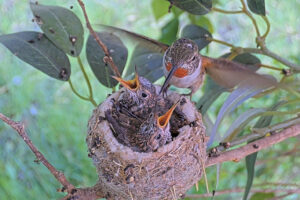 Olive feeding her sixteen-day old chicks - June 10th