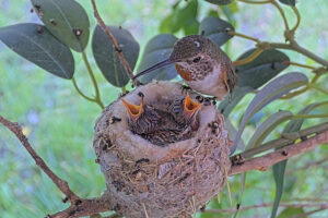 Olive feeding her ten-day old chicks - June 4th