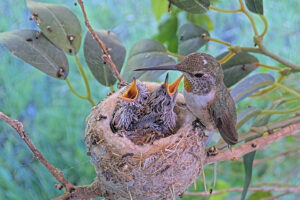 Olive feeding her thirteen-day old chicks - June 7th