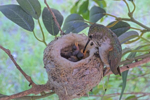 Olive feeding her three day old chicks - May 28th