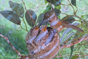 Olive feeding her twenty-day old chicks - June 14th