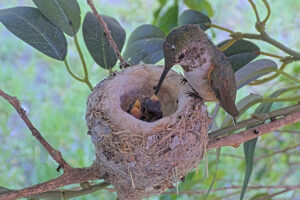 Olive feeding her two day old chicks - May 27th