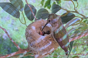 Olive feeding just hatched chick #2 - May 25th