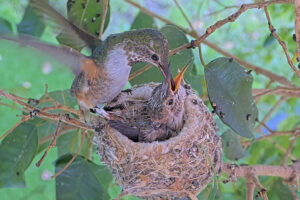 Olive feeds Daisy nineteen days old - May 5th