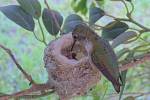 Olive feeds just hatched chick 1 - May 25th