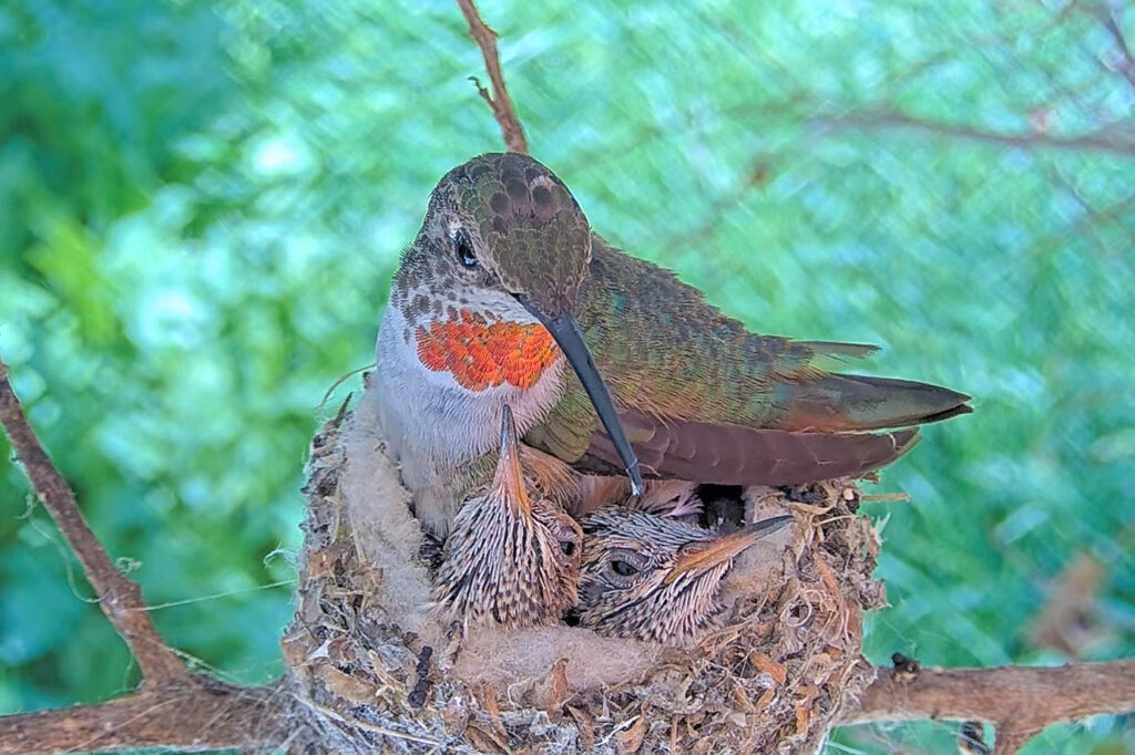 Olive hangs out on the nest after feeding Luna and Nove - June 4th