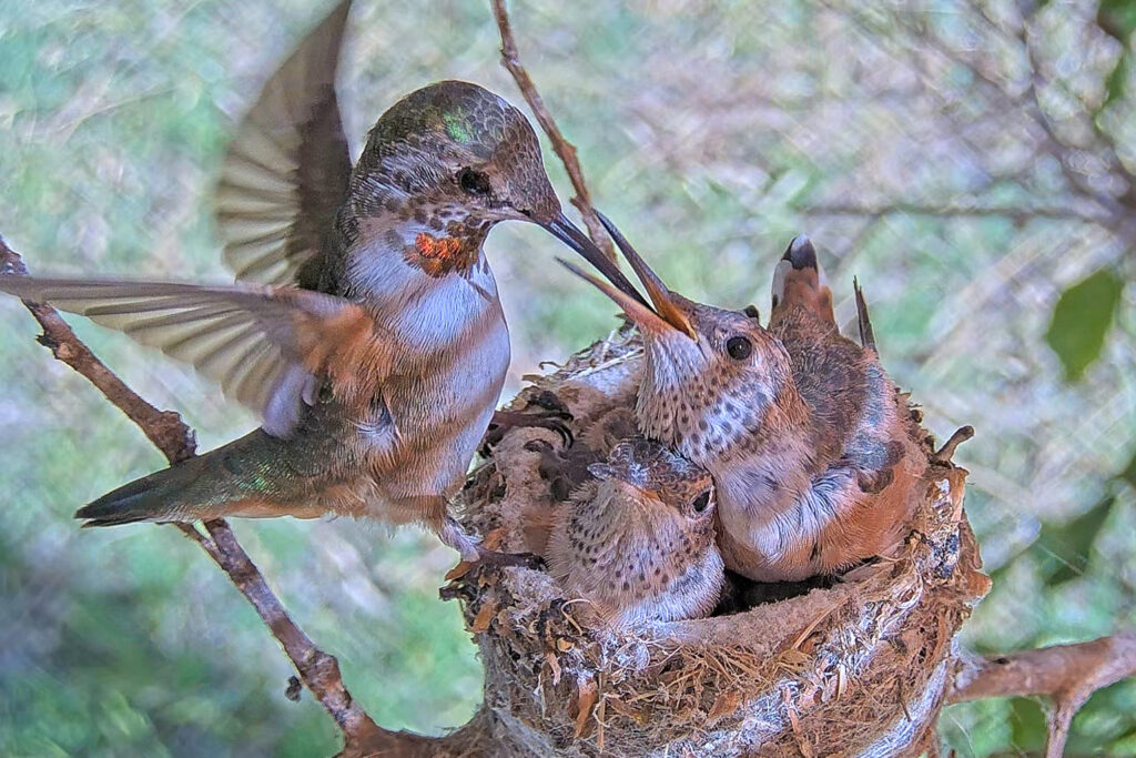 Olive hover feeding Brook 19 days old - June 19th